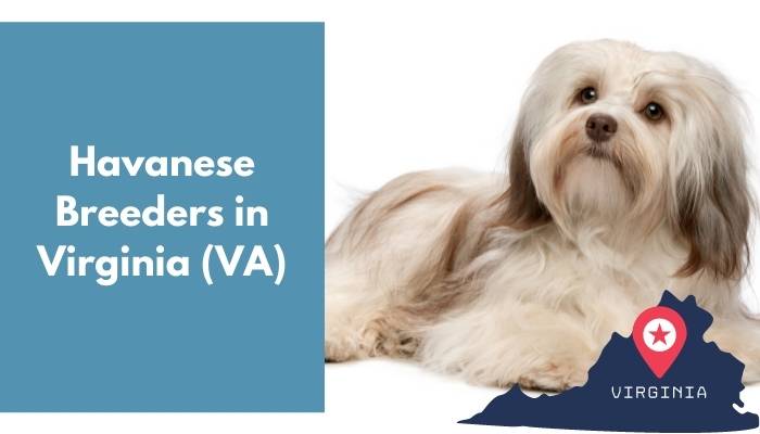 Havanese Breeders in Virginia VA