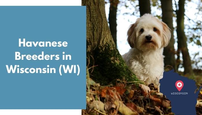 Havanese Breeders in Wisconsin WI