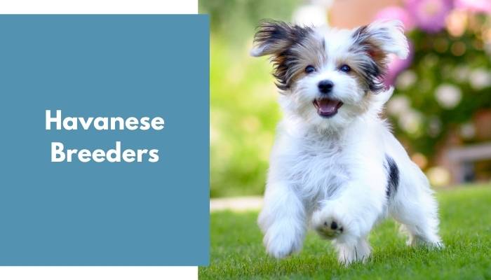 Havanese Breeders