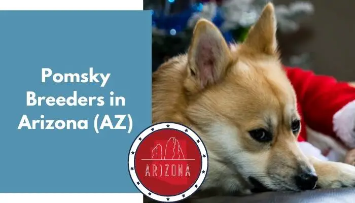 Pomsky Breeders in Arizona AZ
