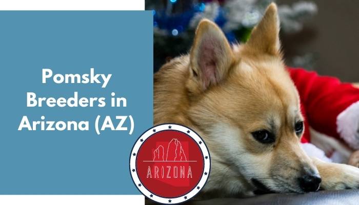 Pomsky Breeders in Arizona AZ