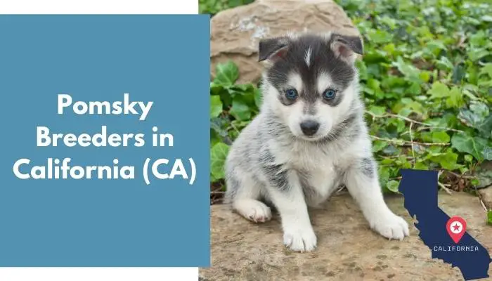 Pomsky Breeders in California CA