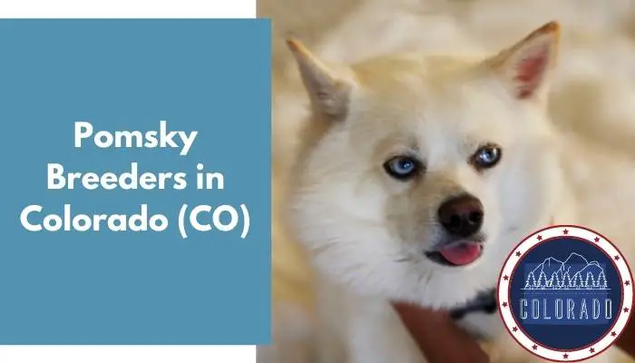 Pomsky Breeders in Colorado CO
