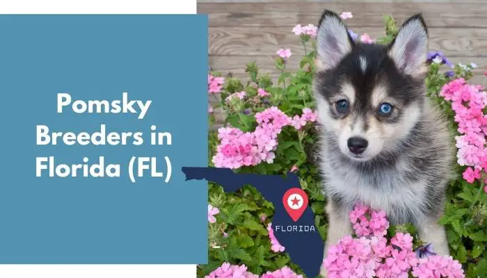 Pomsky Breeders in Florida FL