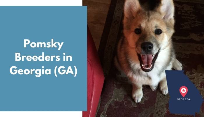 Pomsky Breeders in Georgia GA