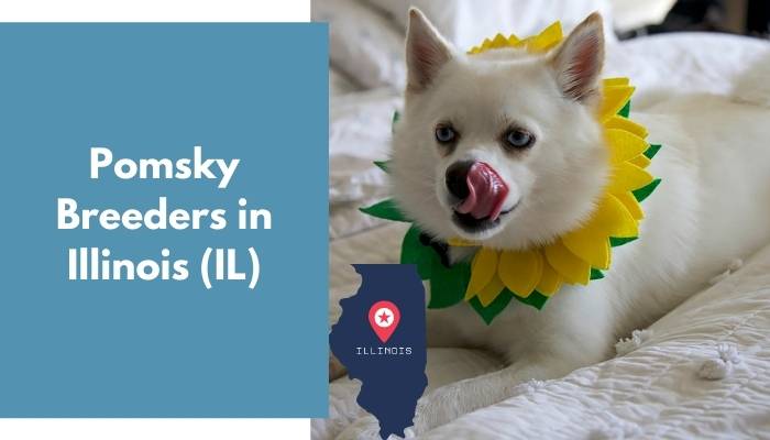 Pomsky Breeders in Illinois IL