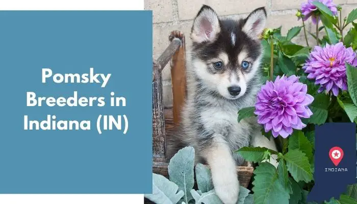 Pomsky Breeders in Indiana IN