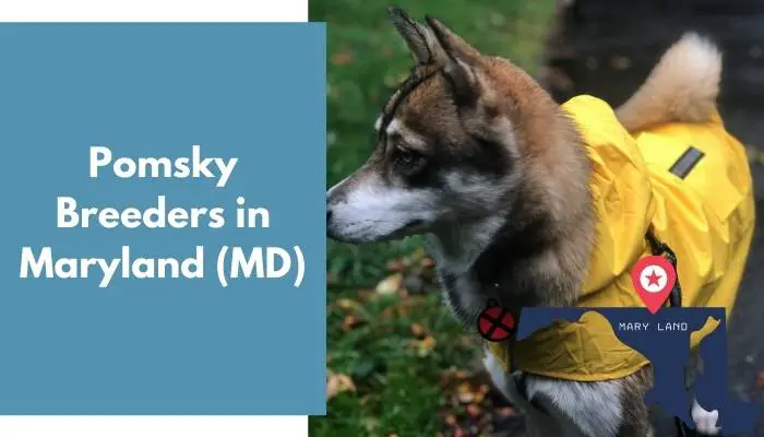 Pomsky Breeders in Maryland MD
