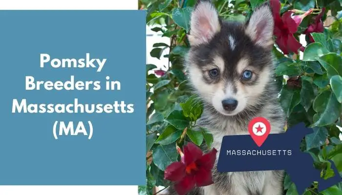 Pomsky Breeders in Massachusetts MA