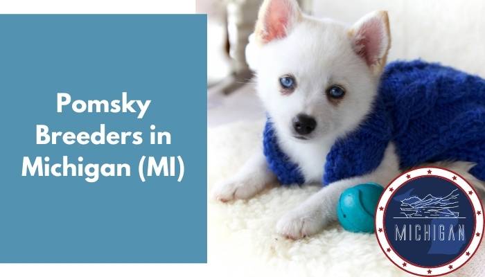 Pomsky Breeders in Michigan MI