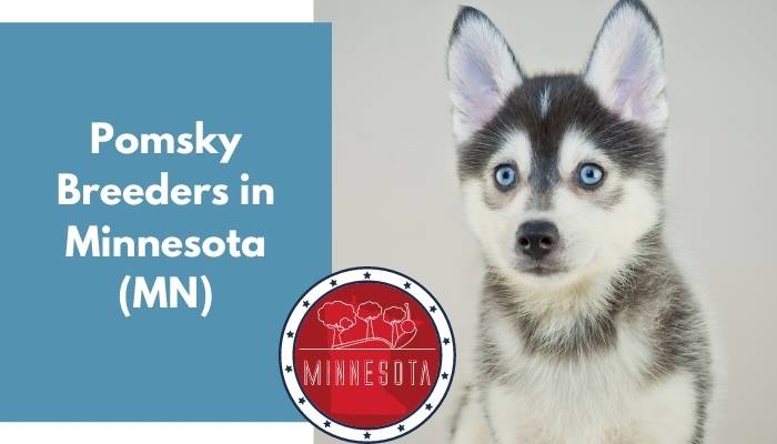 Pomsky Breeders in Minnesota MN