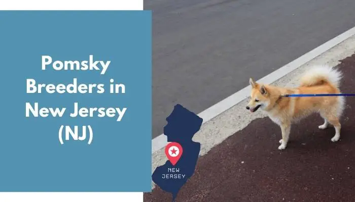 Pomsky Breeders in New Jersey NJ