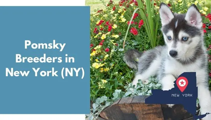 Pomsky Breeders in New York NY