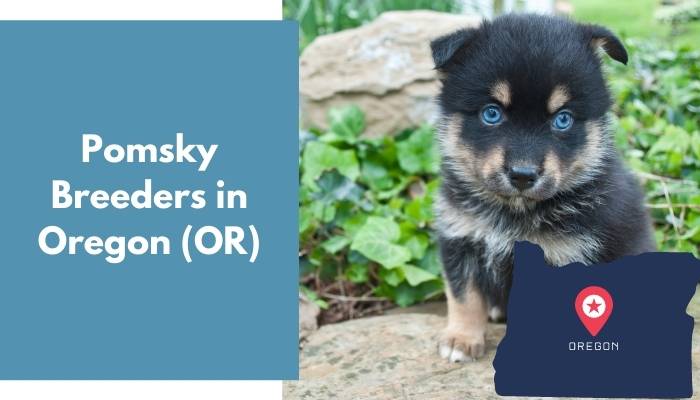 Pomsky Breeders in Oregon OR