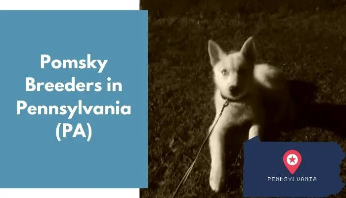 6 Pomsky Breeders in Pennsylvania (PA) - AnimalFate