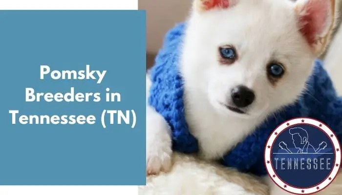 Pomsky Breeders in Tennessee TN