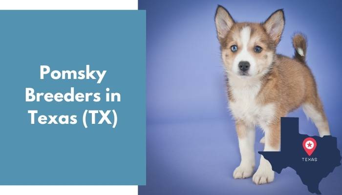 Pomsky Breeders in Texas TX