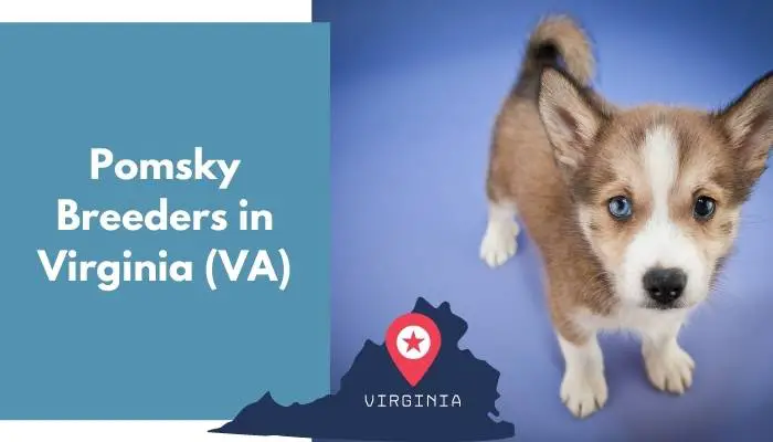 Pomsky Breeders in Virginia VA