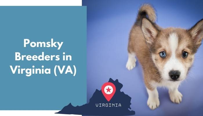 Pomsky Breeders in Virginia VA