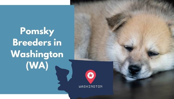 Pomsky Breeders in Washington WA