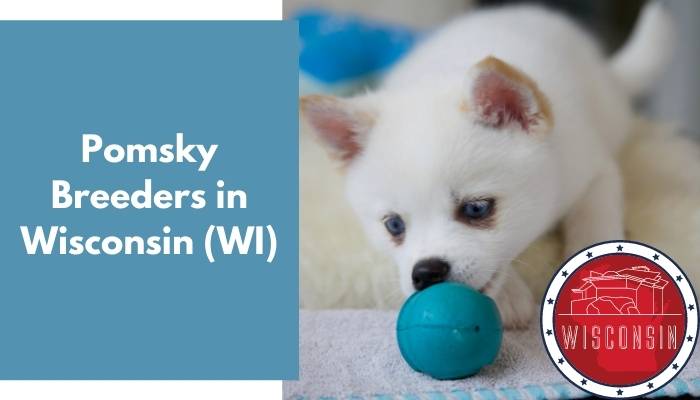 Pomsky Breeders in Wisconsin WI