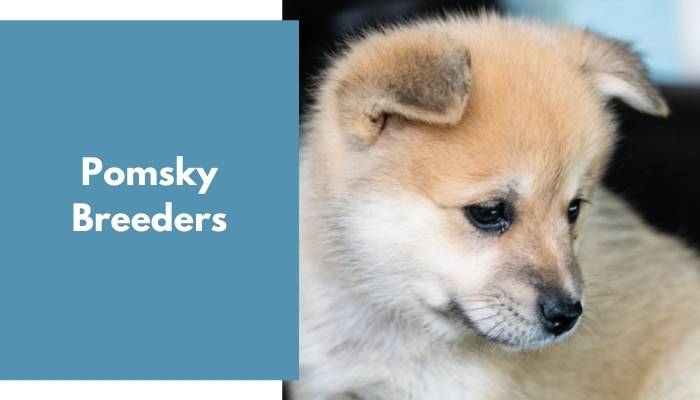 Pomsky Breeders