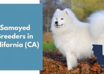 15 Samoyed Breeders in California (CA) | Samoyed Puppies for Sale