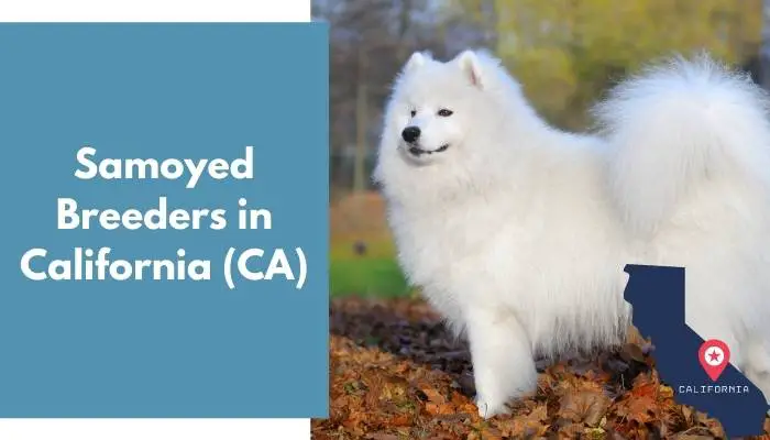 Samoyed Breeders in California CA