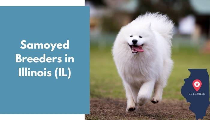 Samoyed Breeders in Illinois IL