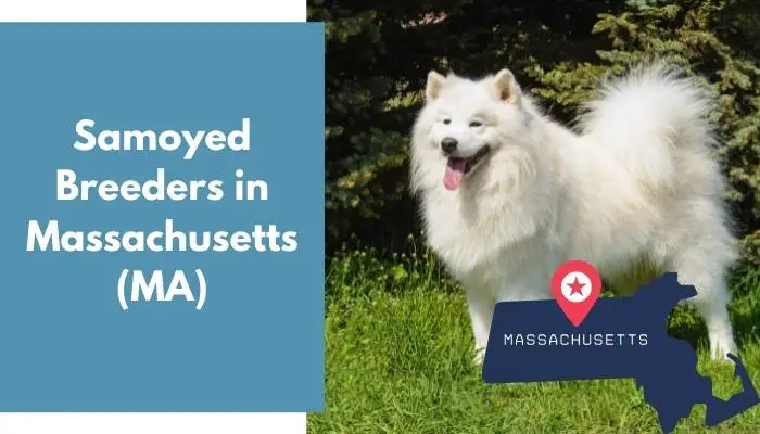Samoyed Breeders in Massachusetts MA