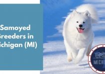9 Samoyed Breeders in Michigan (MI) | Samoyed Puppies for Sale