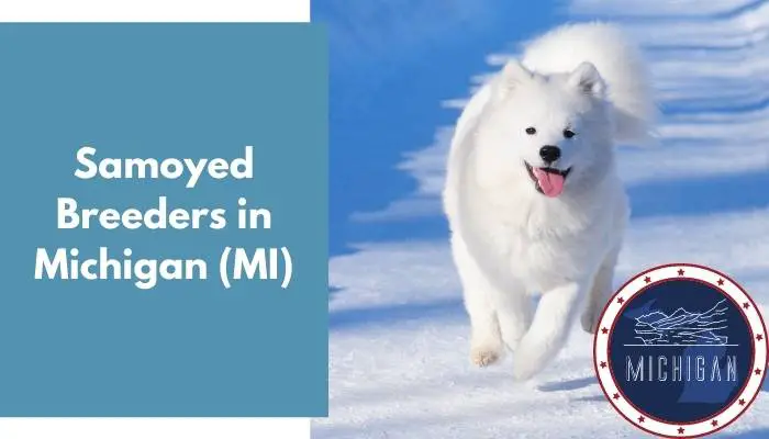 Samoyed Breeders in Michigan MI