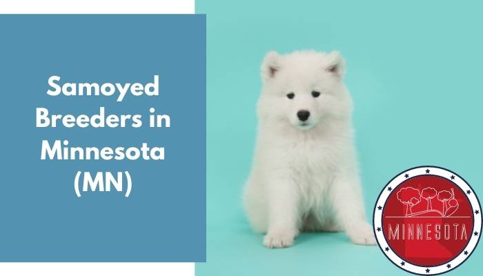 Samoyed Breeders in Minnesota MN