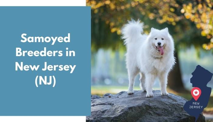 Samoyed Breeders in New Jersey NJ