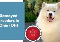 7 Samoyed Breeders in Ohio (OH) | Samoyed Puppies for Sale