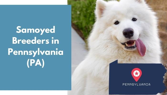 Samoyed Breeders in Pennsylvania PA