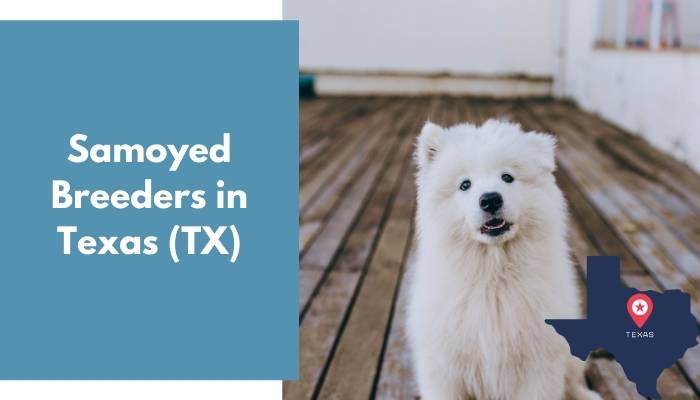 Samoyed Breeders in Texas TX