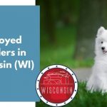 Samoyed Breeders in Wisconsin WI