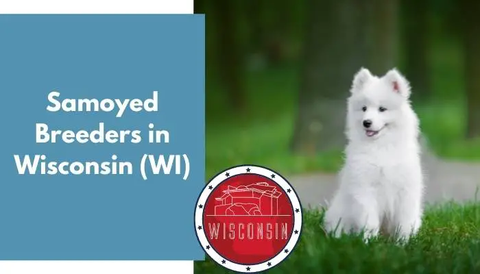 Samoyed Breeders in Wisconsin WI