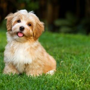 havanese category