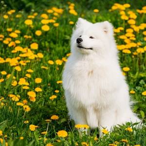 samoyed category