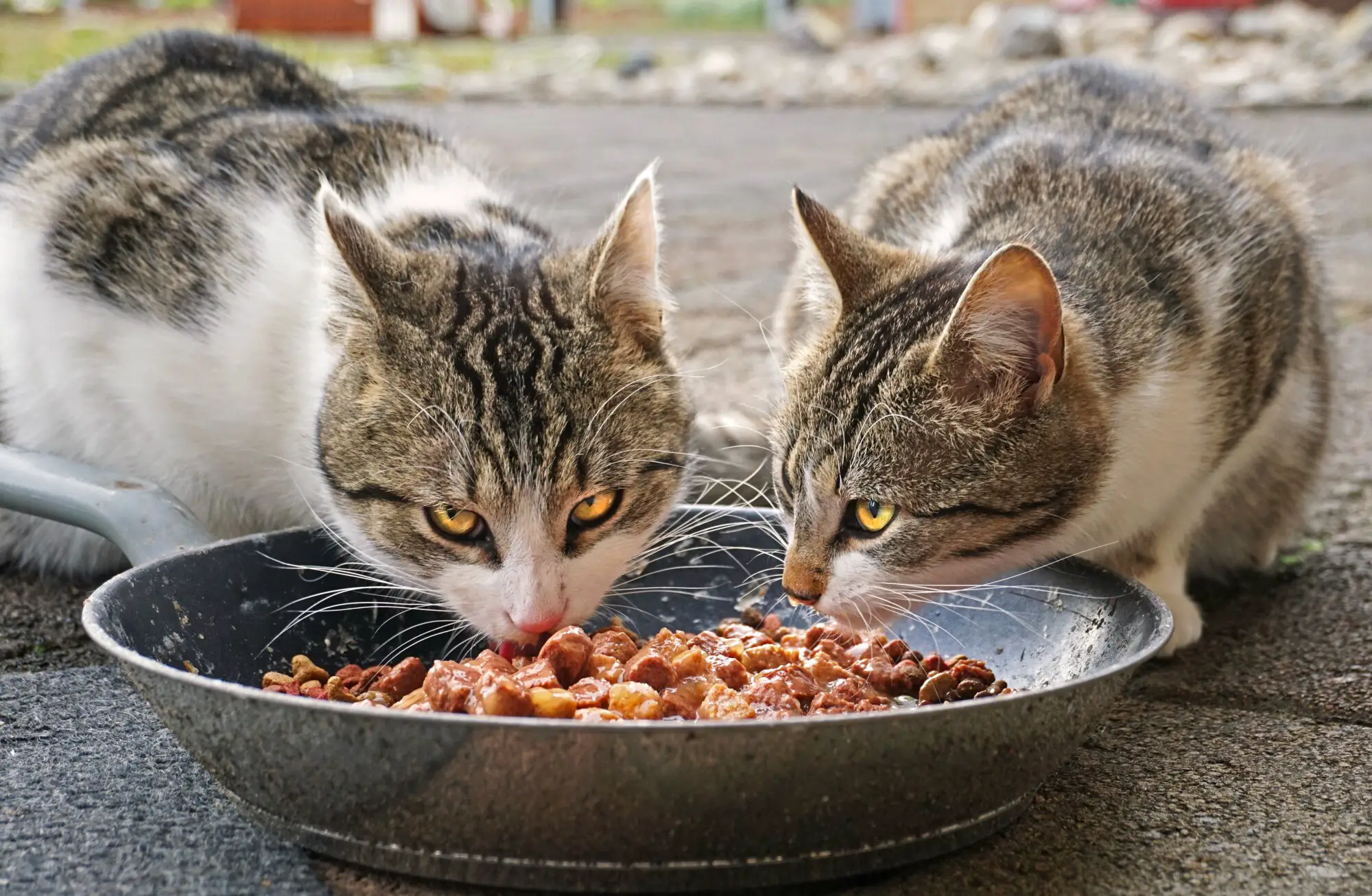 What Do Cats Like To Eat for Breakfast?