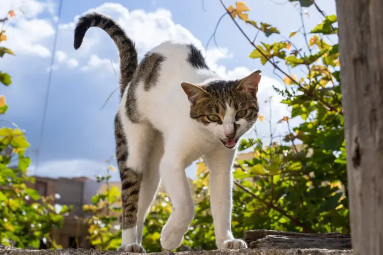 Why Do Cats Arch Their Backs?