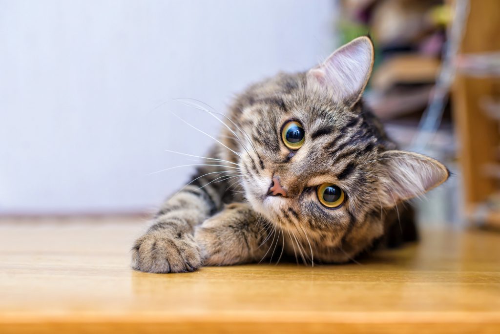Why Do Cats Chew on Cardboard? 
