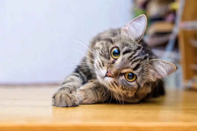 Why Do Cats Chew on Cardboard?