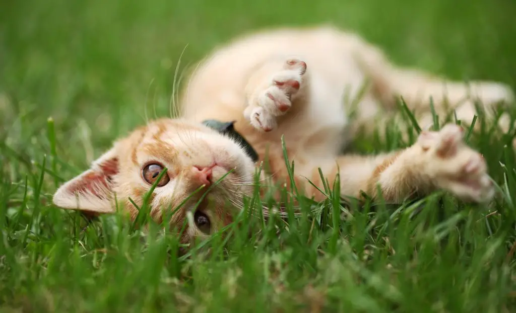 Why Do Cats Roll In Dirt?