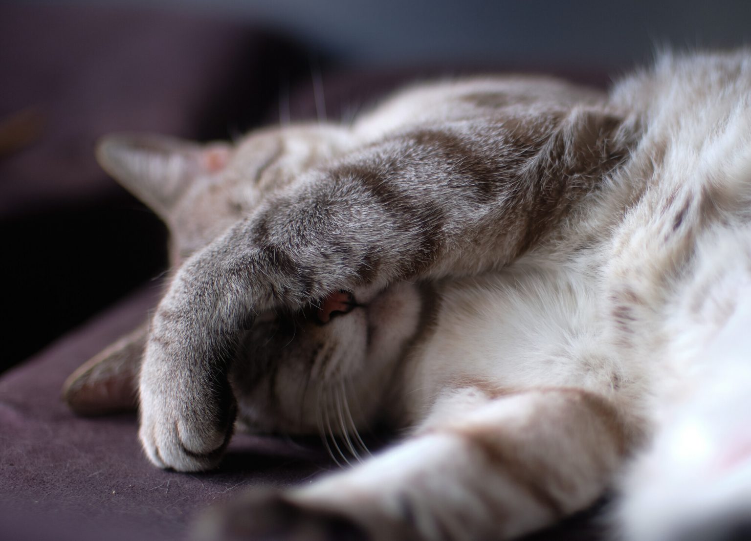 Why do Cats Cover Their Face When They Sleep? (8 Shocking Reasons