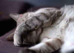 Why do Cats Cover Their Face When They Sleep?