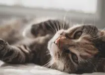 Why Do Cats Like Earwax? ( 3 Main Reasons)
