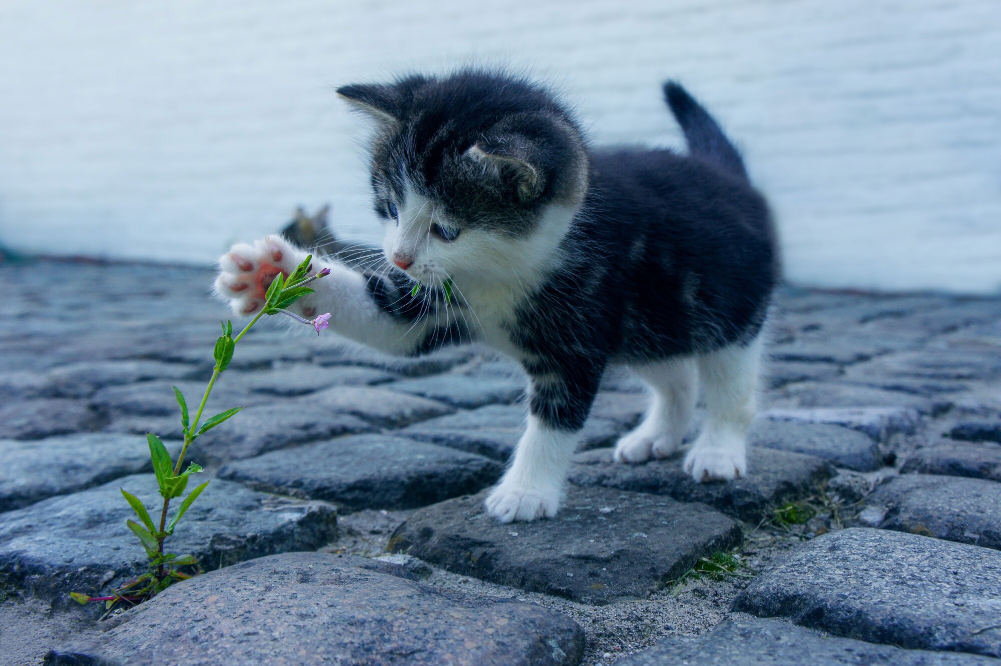 Warning Signs When Introducing Cats